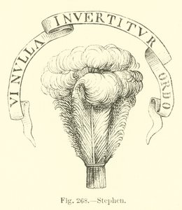 Stefan av English School
