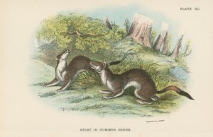 Stoat i sommarklänning av English School