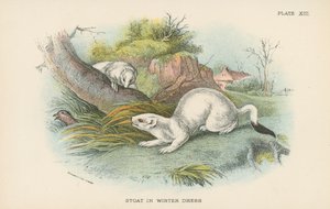 Stoat in Winter Dressswed av English School