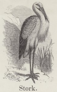 Stork (gravyr) av English School