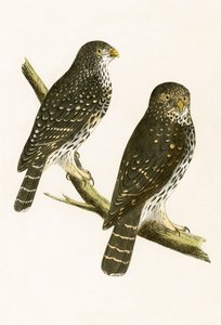 Strix Pusilla, illustration fra 