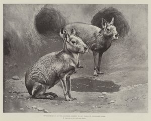 Studier från Life at the Zoological Gardens, Maras eller Patagonian Cavies (litho) av English School