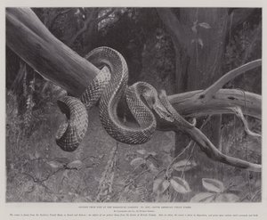 Studier från Life at the Zoological Gardens, South American Corais Snake (litho) av English School