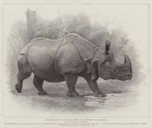 Studier från Life at the Zoological Gardens, the Great Indian Rhinoceros (litho) av English School