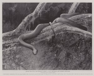 Studier från Life at the Zoological Gardens, the Home of the Plumbeous Tree-Snake (litho) av English School