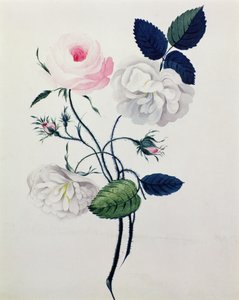 Studie av vita och rosa rosor, ca 1820 (akvarell på papper) av English School