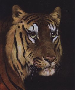 Studie av en tigers huvud (färg litho) av English School