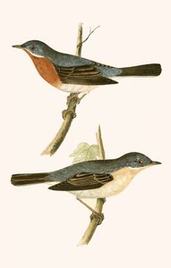 Sub Alpine Warbler, illustration från "A History of the Birds of Europe Not Observed in the British Isles" av Charles Robert Bree (1811-86), publicerad 1867 av English School