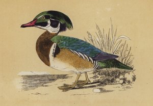 Summer Duck (färglitografi) av English School