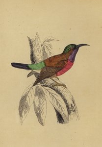Sun Bird (färg litho) av English School