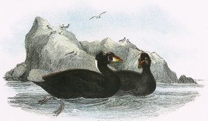 Surf Scoter av English School