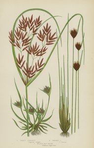 Sweet Cyperus, Brown Cyperus, Black Bog-Rush (färg litho) av English School