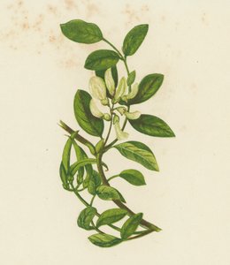 Söt mjölkvicker, Astragalus glyciphyllus (färglitografi) av English School