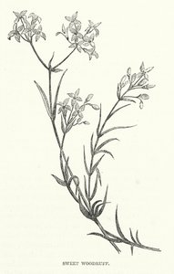 Sweet Woodruff (gravyr) av English School
