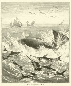 Svärdfiskar attackerar en val (gravyr) av English School