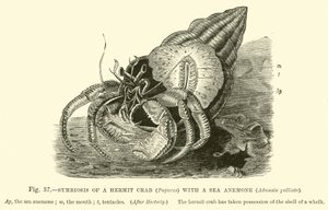 Symbios av en eremitkräfta (Pagurus) med en havsanemon, Adamsia palliata av English School