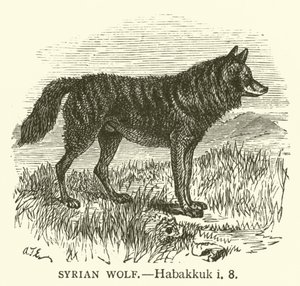 Syrisk varg, Habakkuk, i, 8 (gravyr) av English School