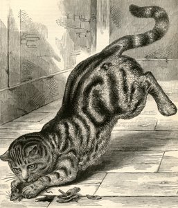 Tabbykatt som studsar på en mus av English School