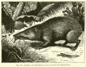 Tanrec, eller Trandraka (Centetes ecaudatus) på Madagaskar av English School