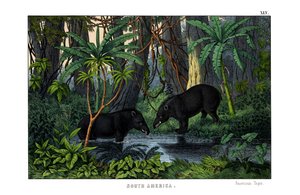 Tapir av English School