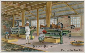 Tea Leaf Rolling, För Nectar Tea Co, handelskort av English School