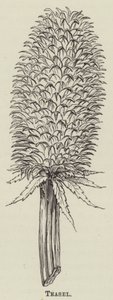 Teasel (gravyr) av English School