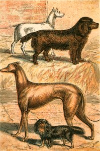 Terrier, Spaniel, Greyhound och King Charles Spaniel av English School