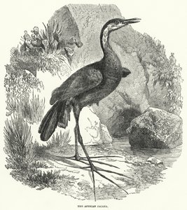 Afrikansk jacana (gravyr) av English School