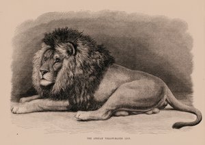 Det afrikanska lejonet med gul man (gravyr) av English School