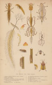 Alfluga, Sialis lutarius (litho) av English School