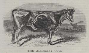 The Alderney Cow (gravyr) av English School