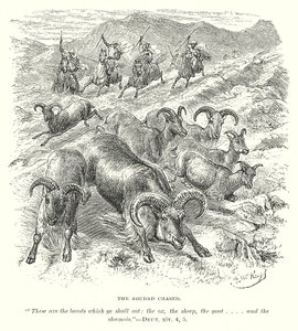 Aoudad i ciselering (gravyr) av English School