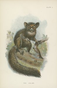 Aye-Aye av English School