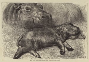 Flodhästungen i den zoologiska trädgården (gravyr) av English School