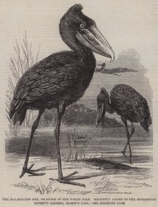Balaeniceps rex, eller Stork of the White Nile, lade nyligen till i Zoological Society