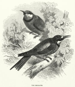 Bee-Eater (gravyr) av English School