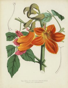 Den klockblommiga Spathodea, Spathodea Campanulata av English School