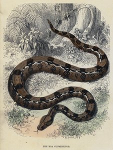 The Boa Constrictor (färgad gravyr) av English School