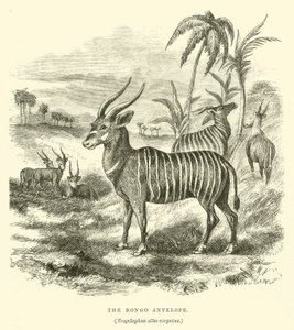 Bongoantilopen, Trogelaphus albo-virgatus (gravyr) av English School