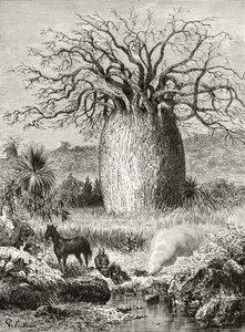 The Bottle Tree, från "Australian Pictures" av Howard Willoughby, utgiven av Religious Tract Society, London, 1886. av English School