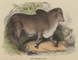 Brahmintjuren (färgad gravyr) av English School