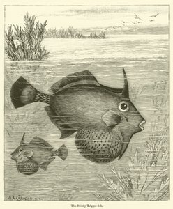 The Bristly Trigger-fish (gravyr) av English School