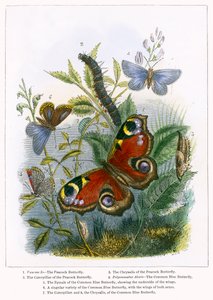 Fjärilsvivarium (kolorerad gravyr) av English School