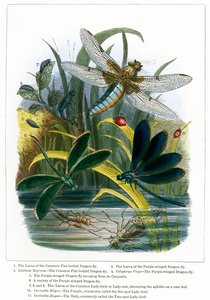 Fjärilsvivarium (kolorerad gravyr) av English School