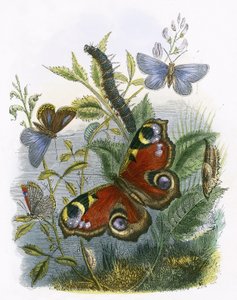 Fjärils Vivarium