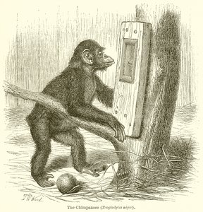 Schimpansen (Troglodytes Niger) av English School