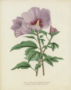 Den kinesiska Althaea Frutex, Hibiscus Syriacus; var Chinsis av English School