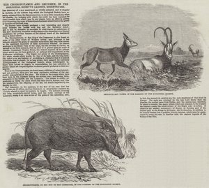 Choiropotamus och Leucoryx, i Zoological Society