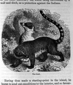 The Coati, från Santo Domingo förr och nu av Samuel Hazard, pub. 1873 av English School