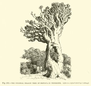 Det kolossala drakträdet i Orotava på Teneriffa av English School